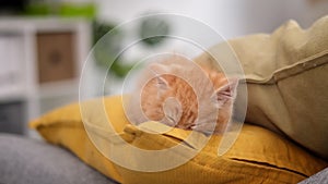 Cute striped ginger kitten falling asleep at home on grey sofa and yellow pillows, adorable little cats, Relax domestic