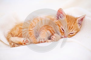 Cute striped ginger kitten sleeping lying white blanket on bed. Concept of adorable little cats. Relax domestic pets