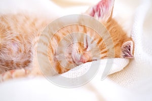 Cute striped ginger kitten sleeping lying white blanket on bed. Concept of adorable little cats. Relax domestic pets