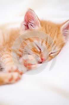 Cute striped ginger kitten sleeping lying white blanket on bed. Concept of adorable little cats. Relax domestic pets