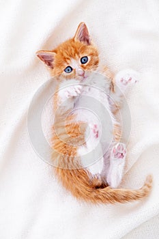 Cute striped ginger kitten sleeping lying white blanket on bed. Concept of adorable little cats. Relax domestic pets