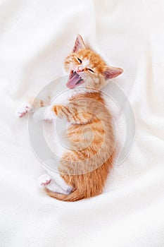 Cute striped ginger kitten yawn sleeping lying white blanket on bed. Concept of adorable little cats. Relax domestic