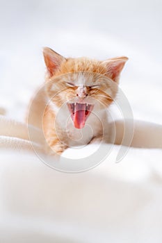 Cute striped ginger kitten yawn sleeping lying white blanket on bed. Concept of adorable little cats. Relax domestic