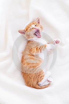 Cute striped ginger kitten yawn sleeping lying white blanket on bed. Concept of adorable little cats. Relax domestic