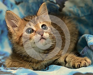 Lindo rayas gatito sobre el azul 