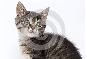 cute striped kitten looks up