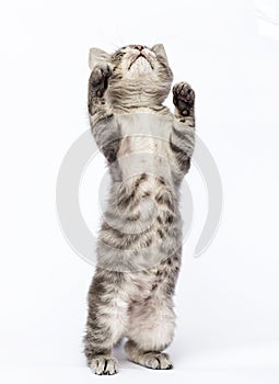 cute striped kitten looks up