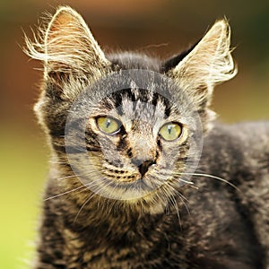 Cute striped kitten portrait