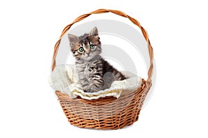 Cute striped kitten sits in a basket on a knitted bedding