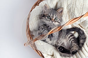 Cute striped kitten sits in a basket on a knitted bedding