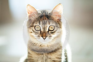 A cute striped kitten is sitting in the room. Selective focus.