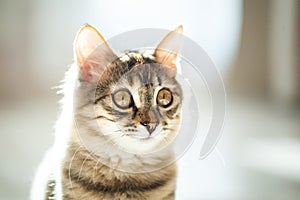 A cute striped kitten is sitting in the room. Selective focus.