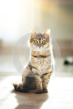 A cute striped kitten is sitting in the room. Selective focus.