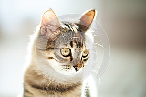 A cute striped kitten is sitting in the room. Selective focus.