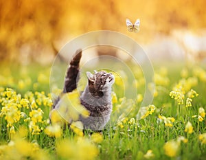 Striped kitten walking through a summer sunny meadow and looking at a white butterfly flying by