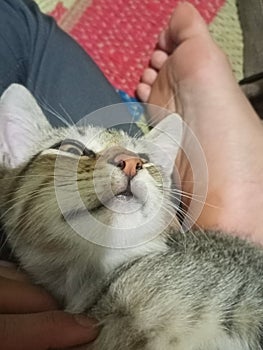 cute striped kittens give sexy stares to tempt humans to play with them