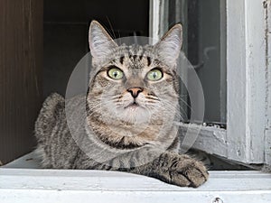 a cute striped kitty with big green eyes hunts .