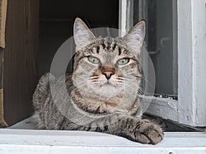 a cute striped kitty with big green eyes hunts birds.