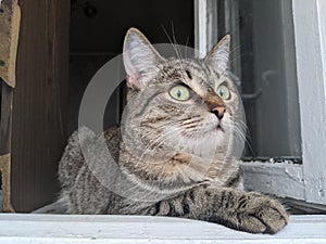 a cute striped kitty with big green eyes hunts birds.