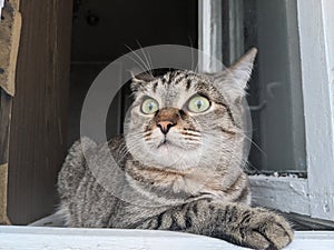 a cute striped kitty with big green eyes hunts birds.