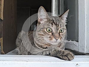 a cute striped kitty with big green eyes hunts birds.