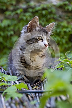 Cute striped little cat with long whiskers on a reed roof looking right