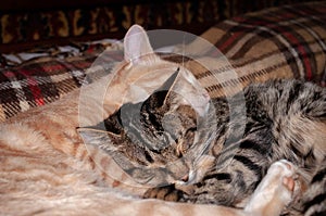Cute striped red and brown cats with closed eyes sleeping and hugging on plaid blanket