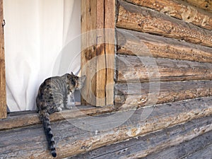 Cute striped tabby cat tries to climb into the window