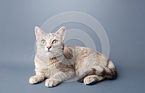 A cute striped tabby gray female shorthaired cat lies on a gray background. Pet curious looking. Animal portrait. Place for text
