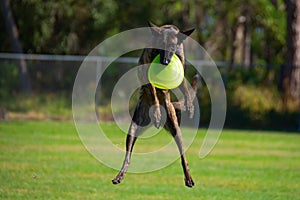 Striped Treeing Tennessee Brindle dog flying through the air after catching a frisbee playing fetch