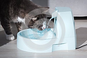 Cute stripped cat drinking from water dispenser or water fountain. Pet thirst. Dehydration in a cat
