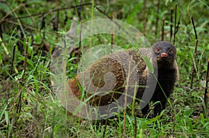 A Cute Stripped Neck Mongoose