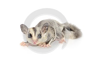 Cute sugar glider. Petaurus breviceps