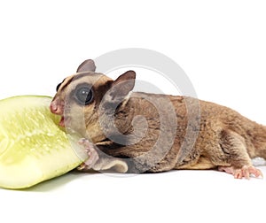 Cute sugar glider - Petaurus breviceps eating cucumber photo