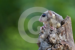 Cute sugar glider Petaurus breviceps at hanging at a tree