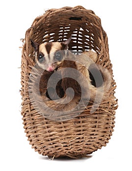 Cute sugar glider - Petaurus breviceps in wooden basket photo