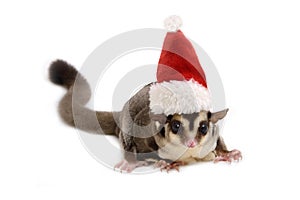 Cute sugar glider wearing red santa claus hat for Christmas celebration