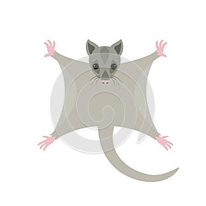 Cute sugar glider on white background.