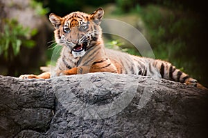 Cute sumatran tiger cub