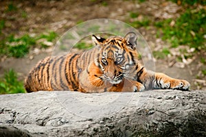 Cute sumatran tiger cub