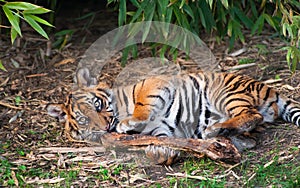 Cute sumatran tiger cub playing