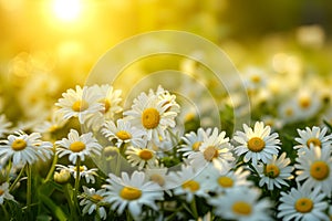 Cute summer daisies in the sun, a symbol of natural beauty and simplicity, sunny flowers embody tenderness, sincerity photo