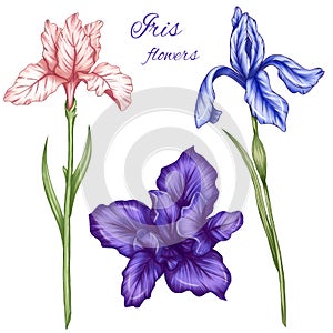 Cute summer irises illustration