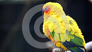 Cute Sun Conure Parrot Bird