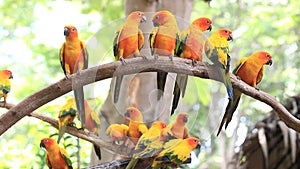 Cute Sun Conure parrot bird group on tree branch.