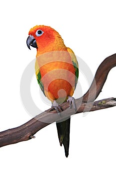 Cute Sun Conure Parrot Sitting on a Wooden Perch photo
