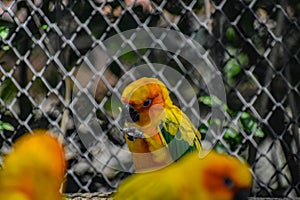 Sun conure parrots (Aratinga solstitialis) resting in the cage with metal bars in the background