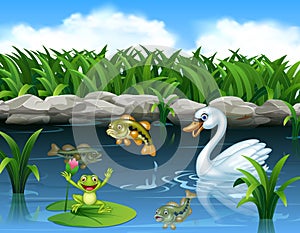 Cute swan swimming on the pond and frog