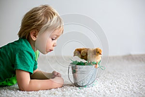 Cute sweet little blond child, toddler boy, playing with little chicks at home, baby chicks in child