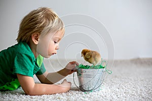 Cute sweet little blond child, toddler boy, playing with little chicks at home, baby chicks in child